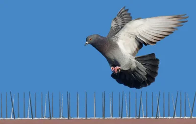 Anti-Bird Spikes