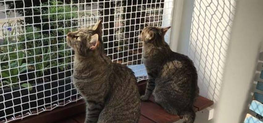 Cat Safety Nets